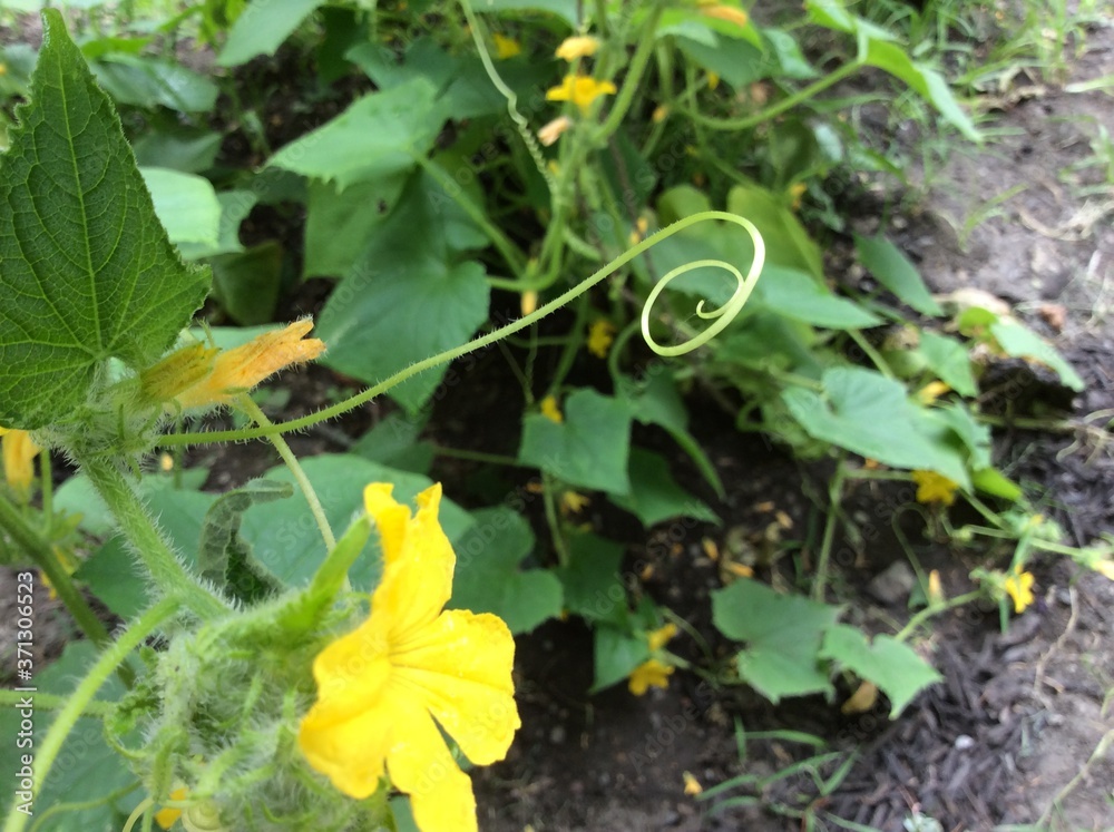 Yellow flower and feelers on cucumber vine Yellow flower and feelers on cucumber vine