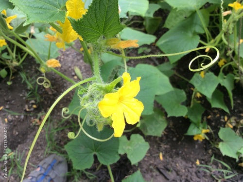 Yellow flower and feelers on cucumber vine 