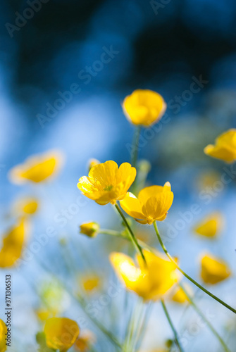 Buttercups on measow in sweeden.Scandinavian midsummer.