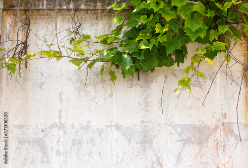 Green ivy vines leaves on the yellow wall of the building. You can use as the background of La for any of your project