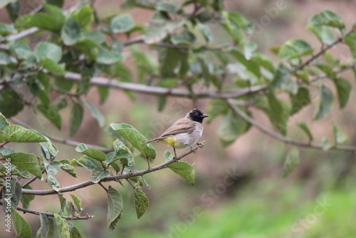 A bird on a tree