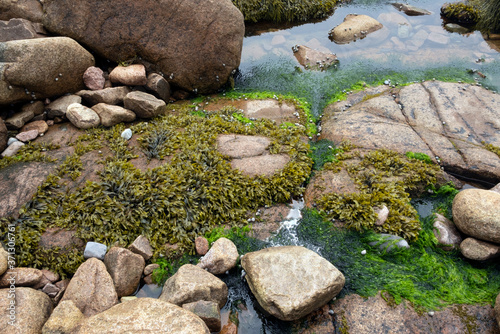 Algae growing on rocks, beach ocean science, Maine, USA.