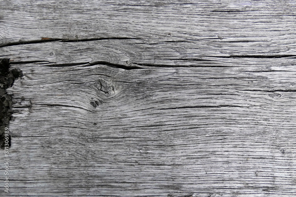 Fototapeta premium bois texture sec noeud fibre