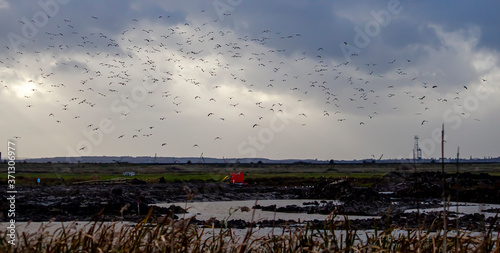 Фотография scene of the wetland in the nature reserve located at Pulborough