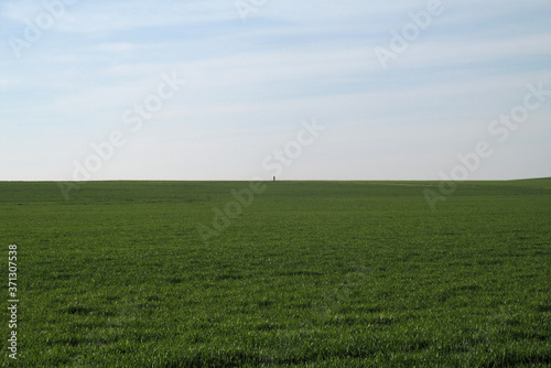Campo de cereal verde hasta el horizonte