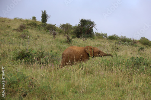 Baby Elephant Eating with Trunk Extended in Kenya  Africa