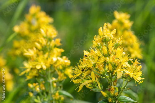 Fotografie Close up of a Saint Johns wort (hypericum perforatum) plant in bloom