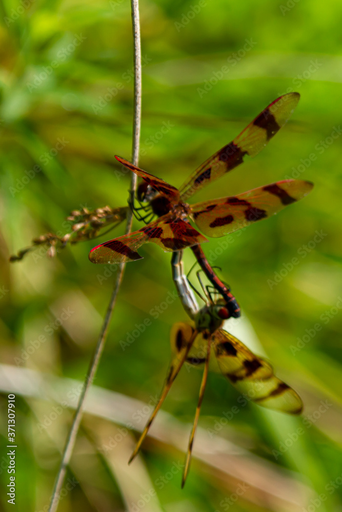 Close up image of two halloween pennant dragonflies (Celithemis eponina) during copulation. The two dragonflies with brown bands on wings are in mating wheel position. Male has lighter color. Close up image of two halloween pennant dragonflies (Celithemis eponina) during copulation. The two dragonflies with brown bands on wings are in mating wheel position. Male has lighter color.