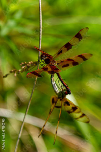 Close up image of two halloween pennant dragonflies (Celithemis eponina) during copulation. The two dragonflies with brown bands on wings are in mating wheel position. Male has lighter color.