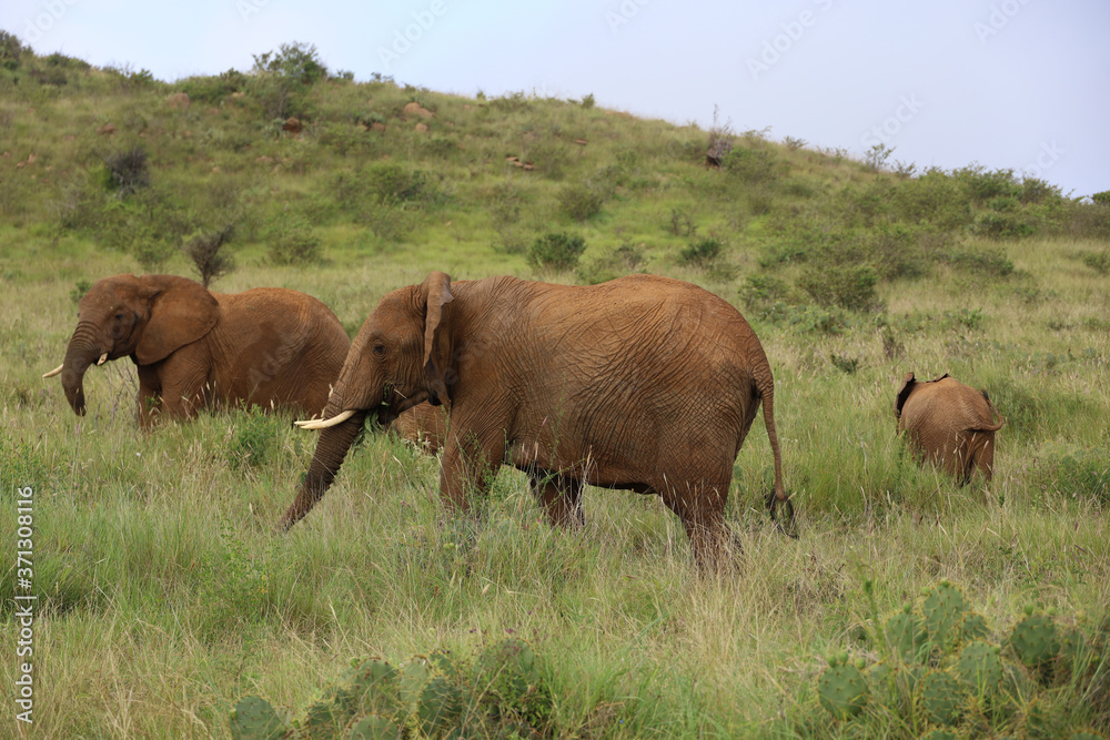 Large Bull Elephant in Kenya, Africa