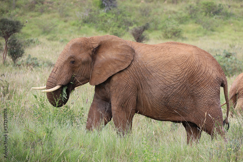 Large Bull Elephant in Kenya  Africa