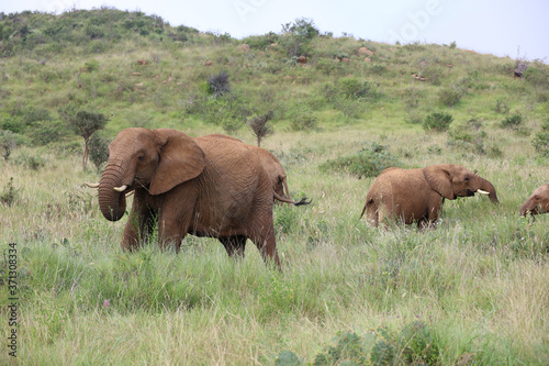Large Bull Elephant in Kenya  Africa