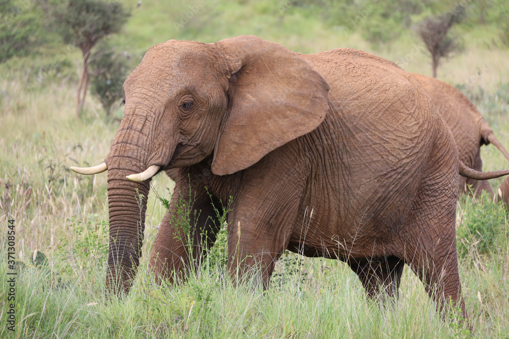 Large Bull Elephant in Kenya, Africa