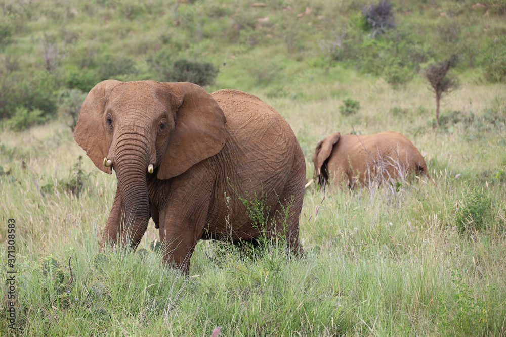 Large Bull Elephant in Kenya, Africa