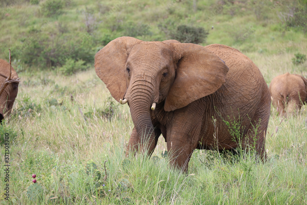 Large Bull Elephant in Kenya, Africa