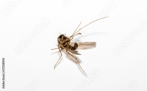Macro shot of dead insect on white background.
