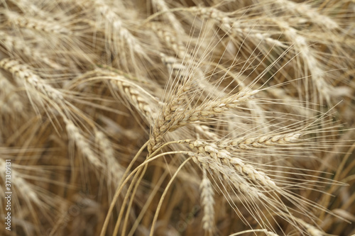 heavy ears of wheat bend in the wind. yellow background. farming and harvesting concept