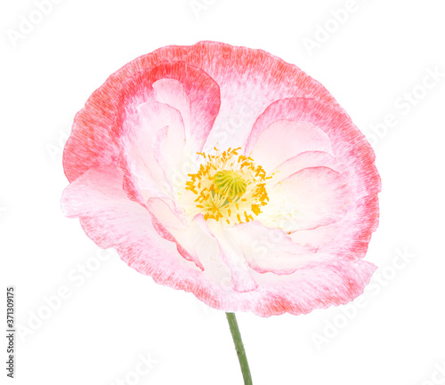 White pink poppy flower blossom bright isolated on the white