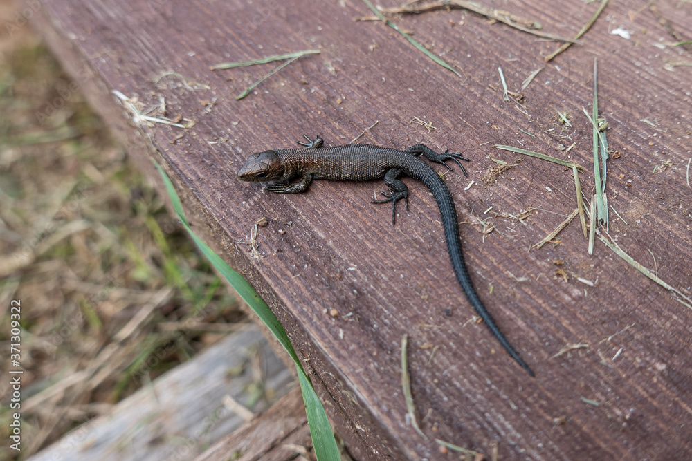 A small dark lizard lies on an old brown plank. A small dark lizard lies on an old brown plank.