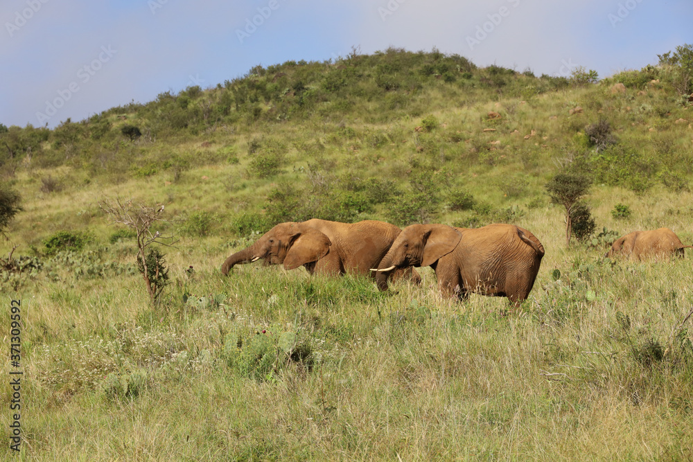 Herd of Elephants in Kenya, Africa