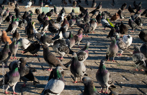 Many pigeons in the city
