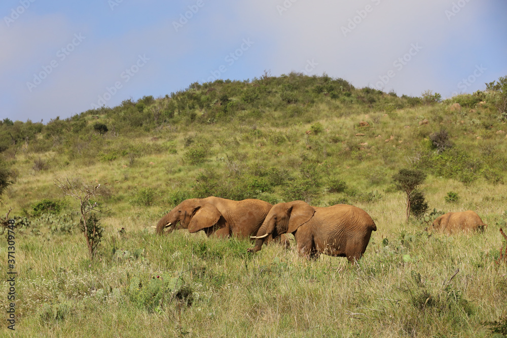 Herd of Elephants in Kenya, Africa
