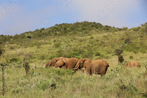 Herd of Elephants in Kenya  Africa