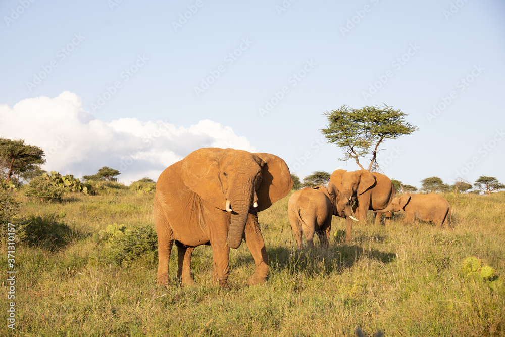 Group of Elephants in Kenya, Africa