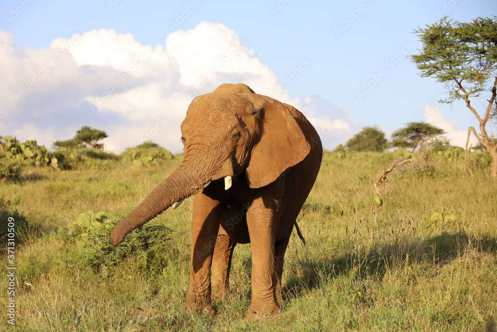 Obraz premium Close Up of Elephant in Kenya, Africa