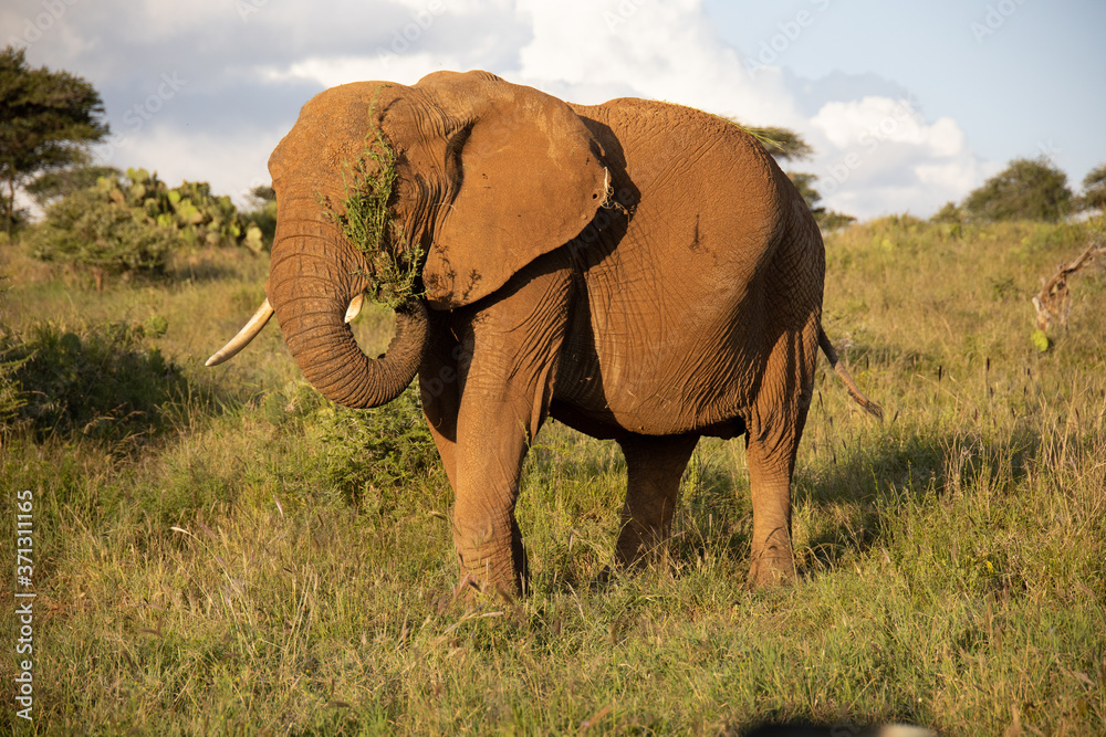Fototapeta premium Close Up Photo of Elephant Eating Grass in Kenya, Africa