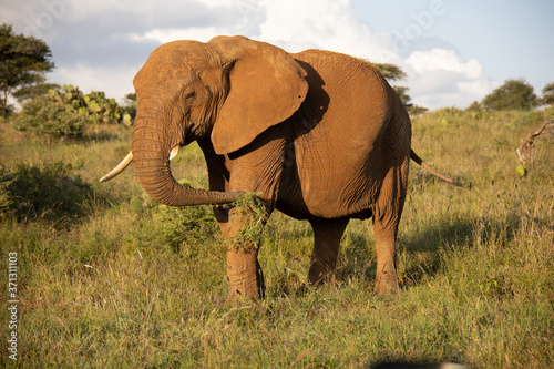 Close Up Photo of Elephant Eating Grass in Kenya  Africa
