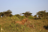 Lone Elephant in Kenya, Africa