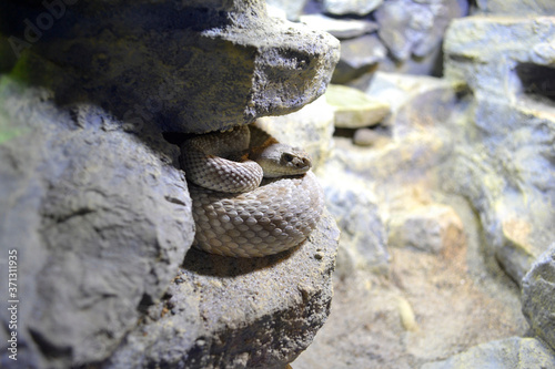 A Snake Curled Up on a Rock Far Away View