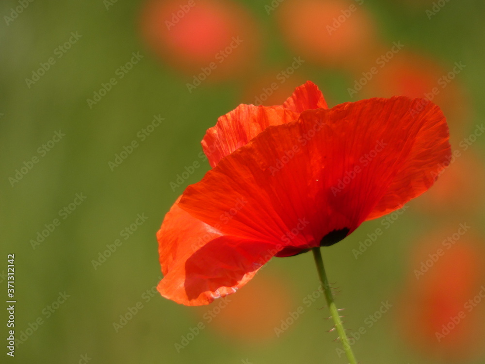 Field poppy (Papaver rhoeas) - common poppy red flower on green background, Gdansk, Poland Field poppy (Papaver rhoeas) - common poppy red flower on green background, Gdansk, Poland
