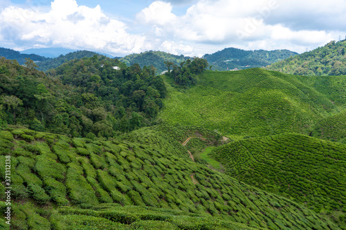 Tea plantations Cameron Valley. Green hills in the highlands of Malaysia. Tea production. Green bushes of young tea.