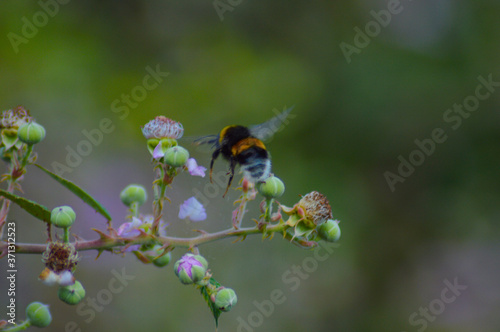 abejas volando sobre las flores  photo