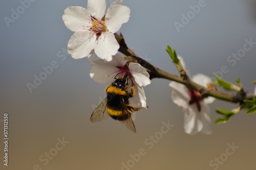 Abejas polinizando flores  photo