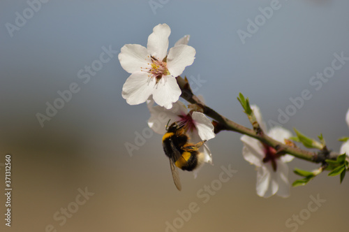 Abejas polinizando flores 