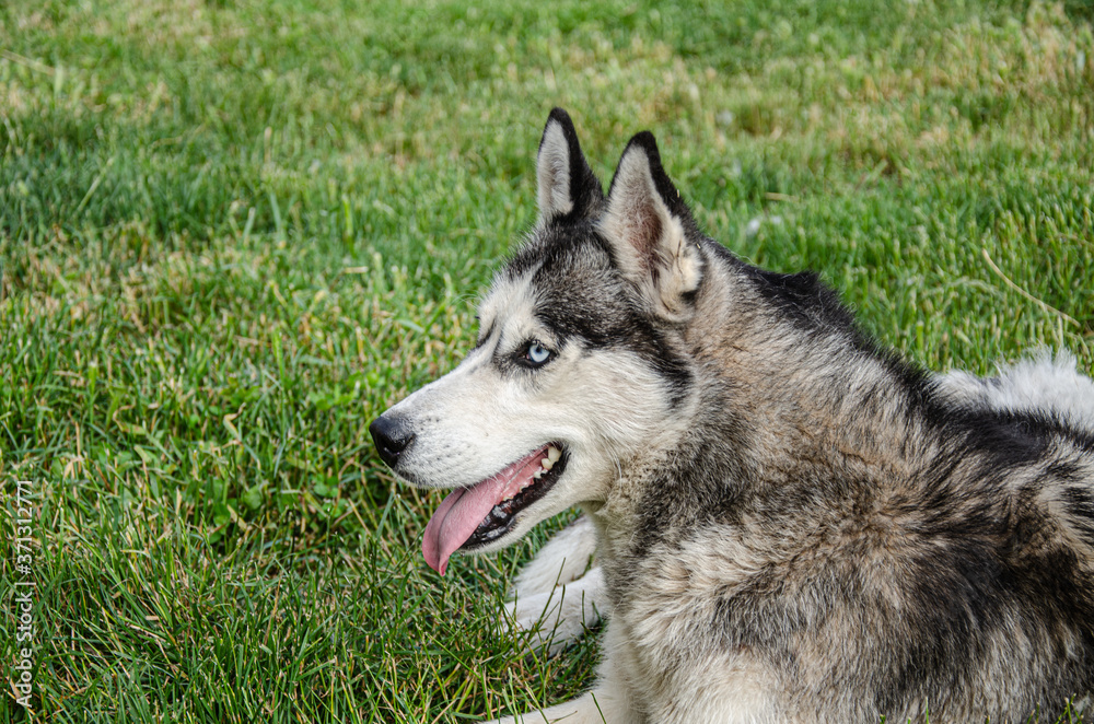 A husky dog lies on the green grass for a walk on a summer day.