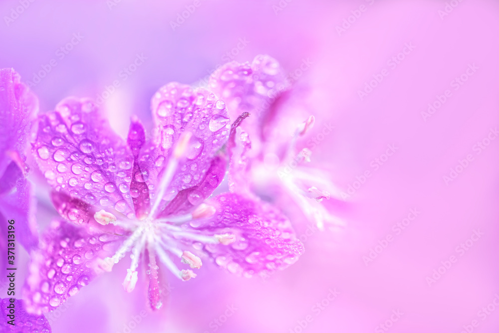 Purple fireweed flowers close up on an blur background Purple fireweed flowers close up on an blur background
