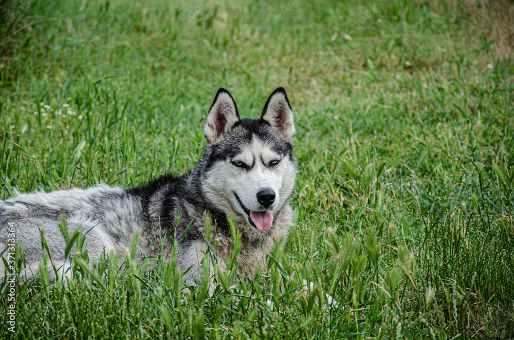 A husky dog lies on the green grass for a walk on a summer day.