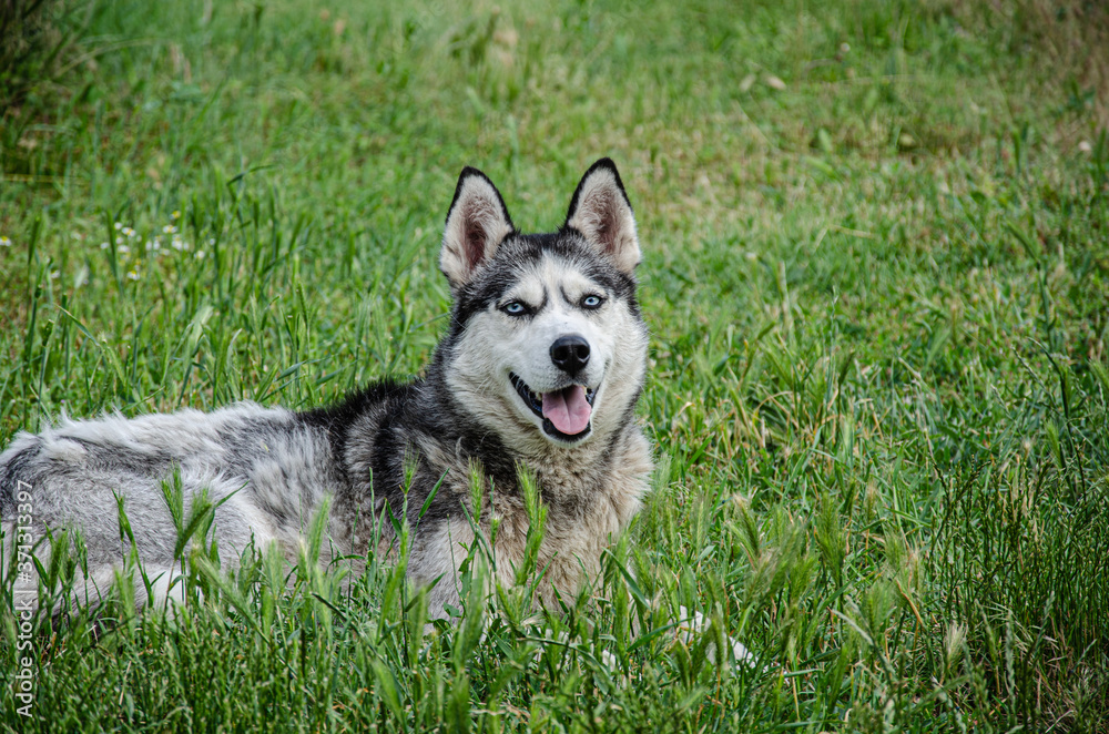 A husky dog lies on the green grass for a walk on a summer day.