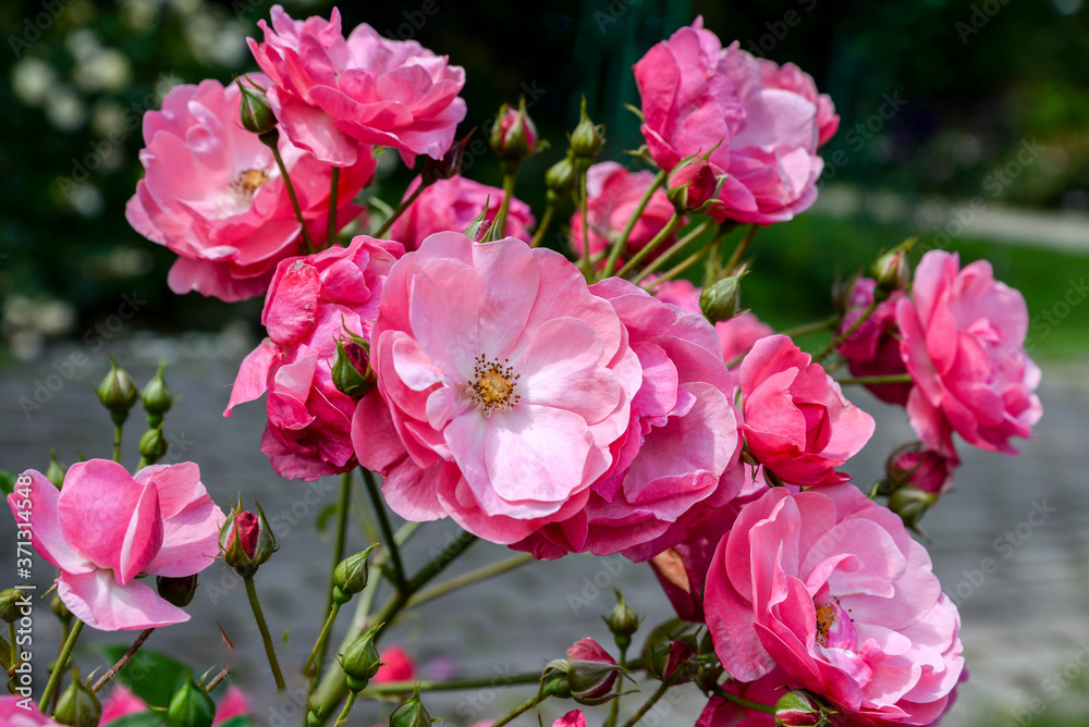 Pink rose branch in garden