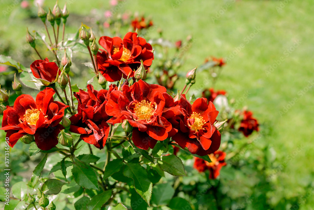 Red rose flowers in garden