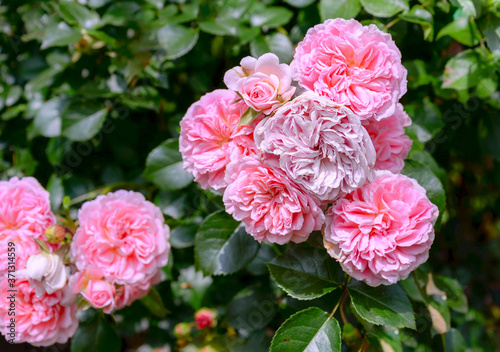 Pink rose flowers in garden