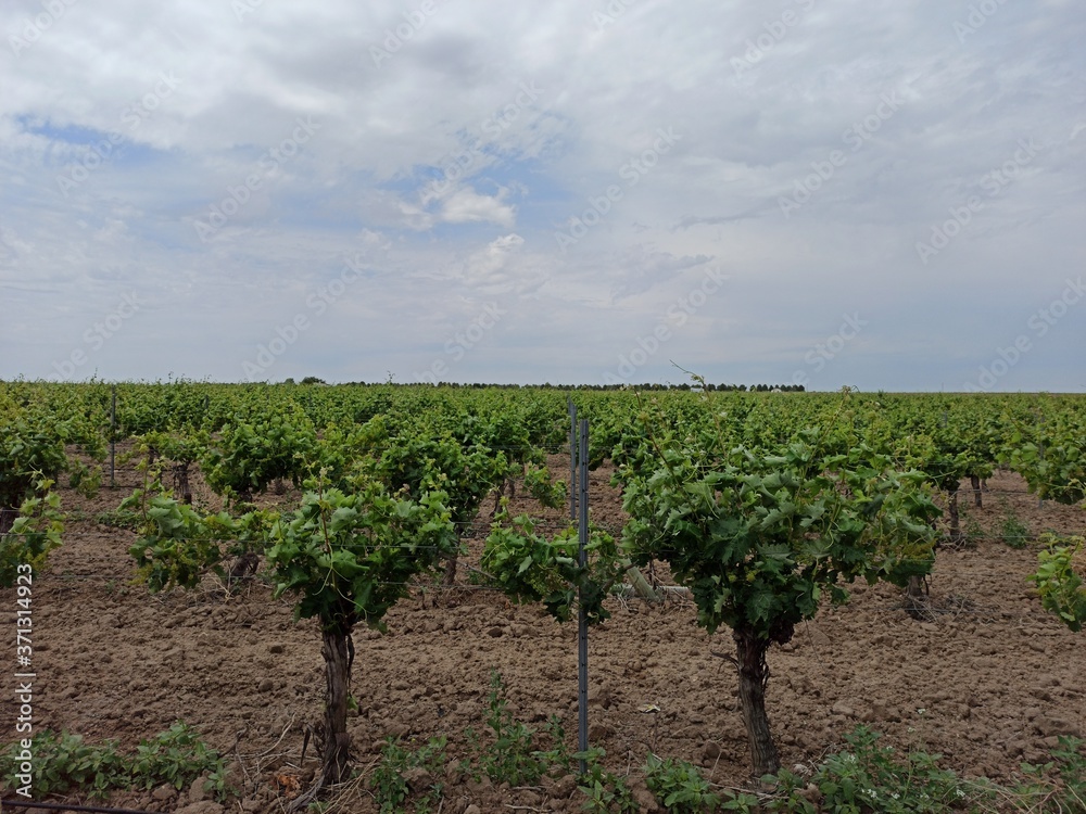 vineyard in Spain