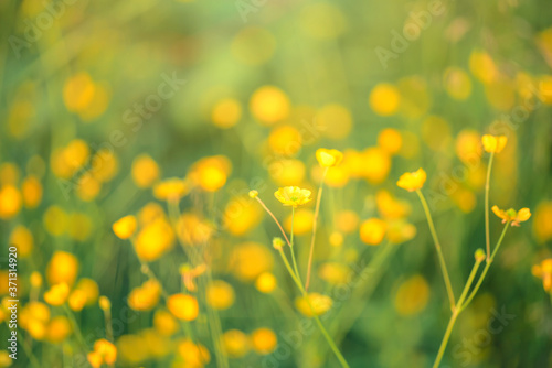 Fototapeta Naklejka Na Ścianę i Meble -  Silverweed, Potentilla anserina yellow flower in the green grass