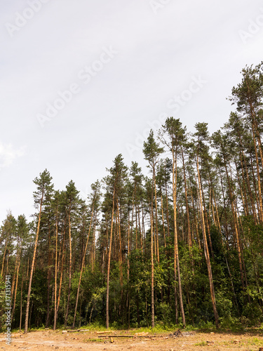 inside pine tree forest / coniferous forest