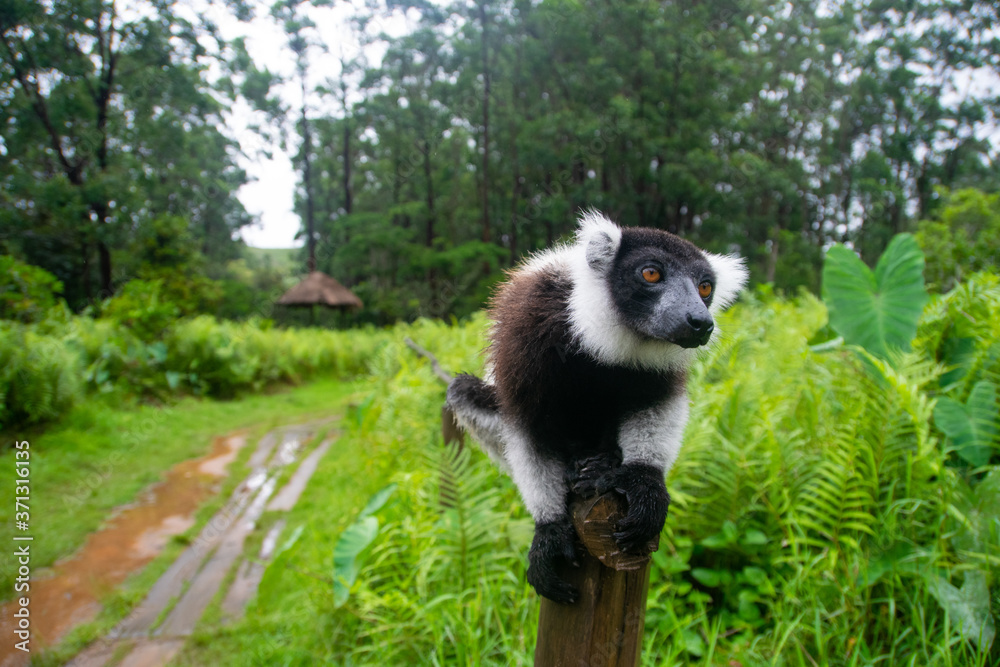 Obraz premium マダガスカルのシロクロエリマキキツネザル（クロシロエリマキキツネザル） (Black-and-white ruffed lemur)