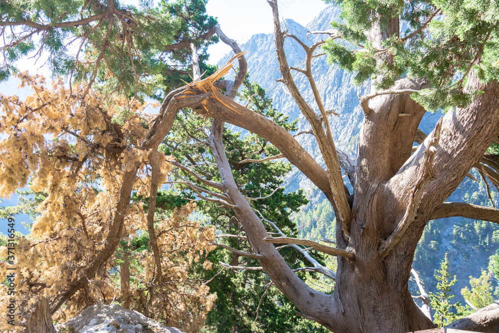 Fototapeta premium Samaria Schlucht auf Kreta